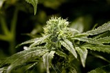 thumbnail: In totaal werden 8.255 cannabisplanten in beslag genomen 