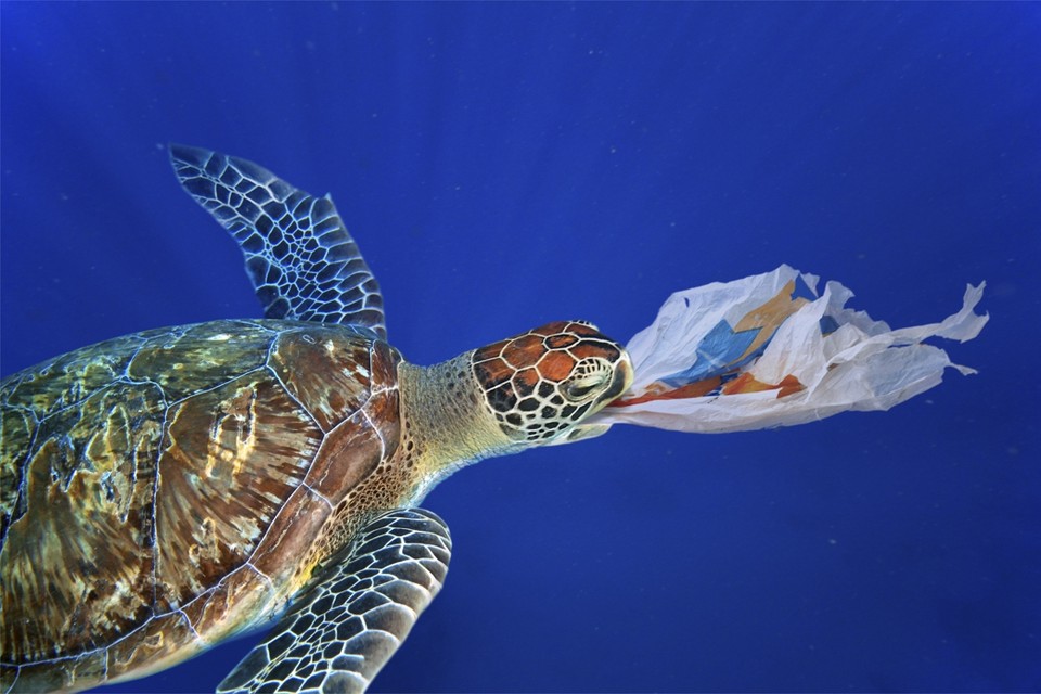 Zeedieren ondervinden tragische gevolgen van de grote hoeveelheid plastic afval dat in de oceanen ronddrijft. 