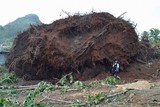 thumbnail: <P>Maysak ontwortelde in Micronesië een enorme boom. </P>