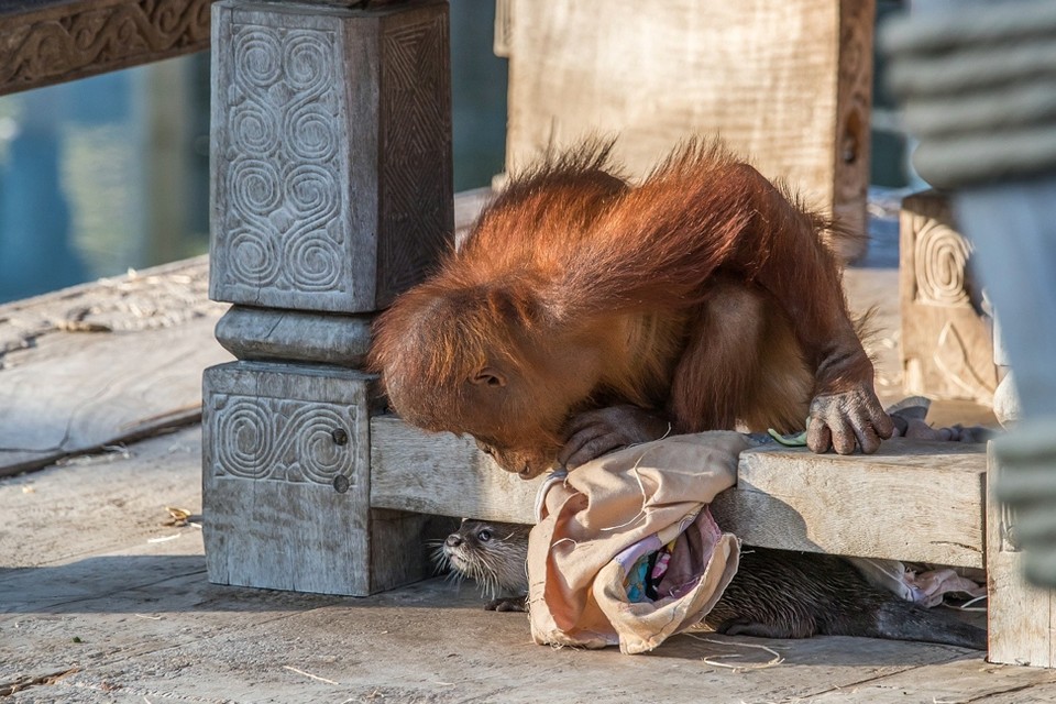 <P>De 4-jarige orang-oetan kijkt naar een schuchtere otter. </P>