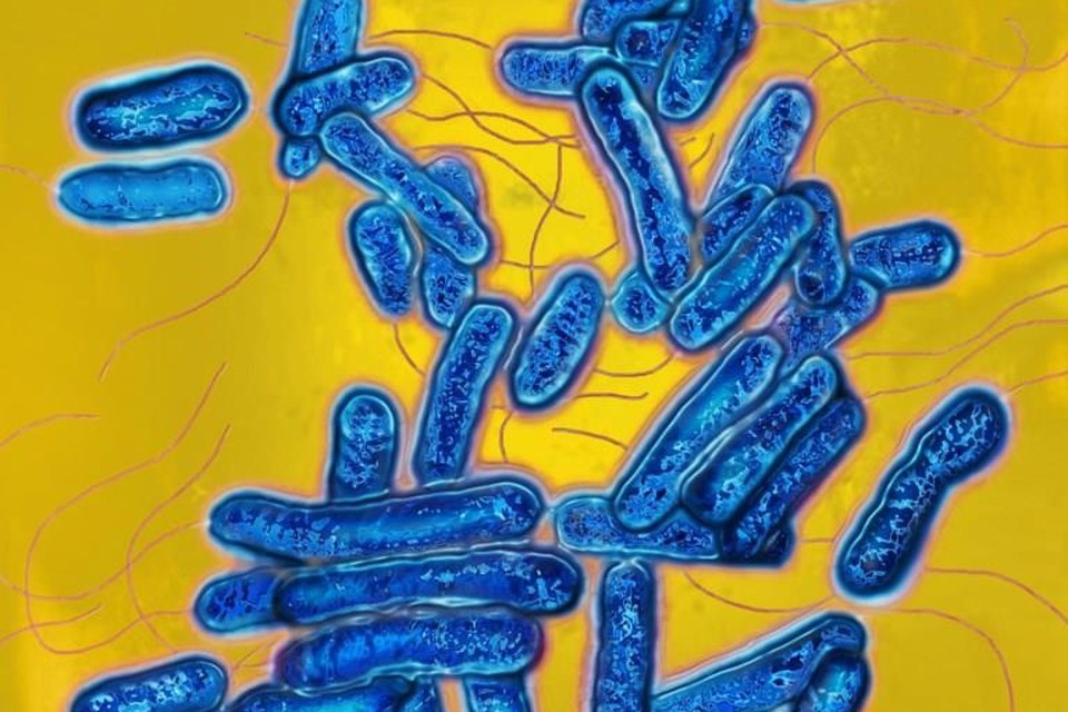 De legionellabacterie is niet besmettelijk van mens tot mens. 