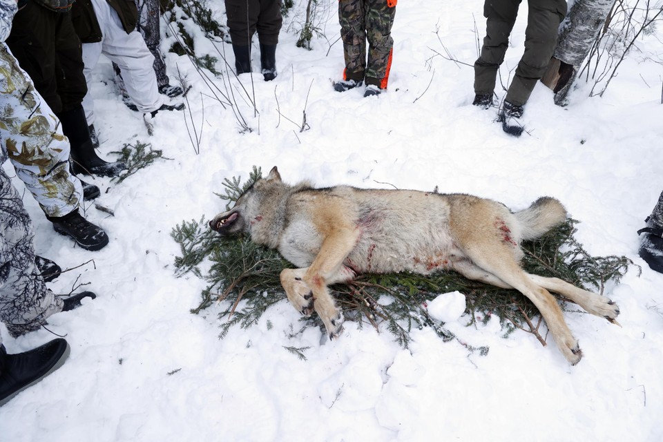 Zweden is het enige Europese land waar legaal gejaagd kan worden op wolven.  Marielle van Uitert