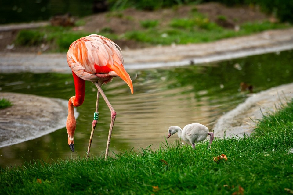 Flamingokuikens hebben een grijs verenkleed 