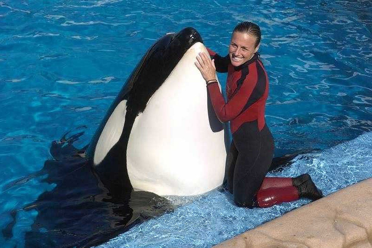 Orka doodt trainer in SeaWorld | De Standaard Mobile