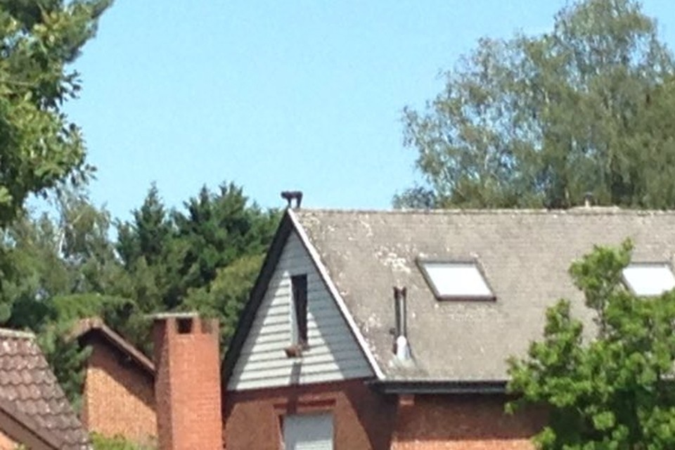 De ontstnapte Kuifmakaak werd op het dak van een woning teruggevonden. 