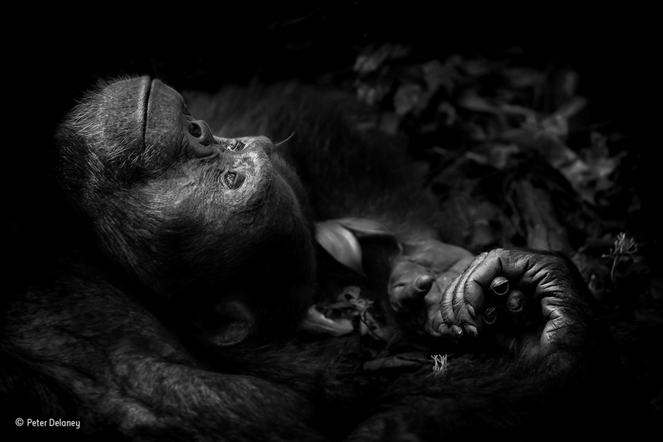 <P>Categorie dierenportretten: Deze chimpansee heeft net een uur lang geprobeerd om een wijfje het hof te maken. Het is mislukt en nu droomt hij over hoe mooi het had kunnen zijn. </P>