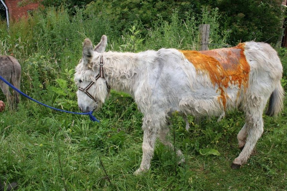 Deze ezel, die door de politie werd in beslag genomen, is overleden. 