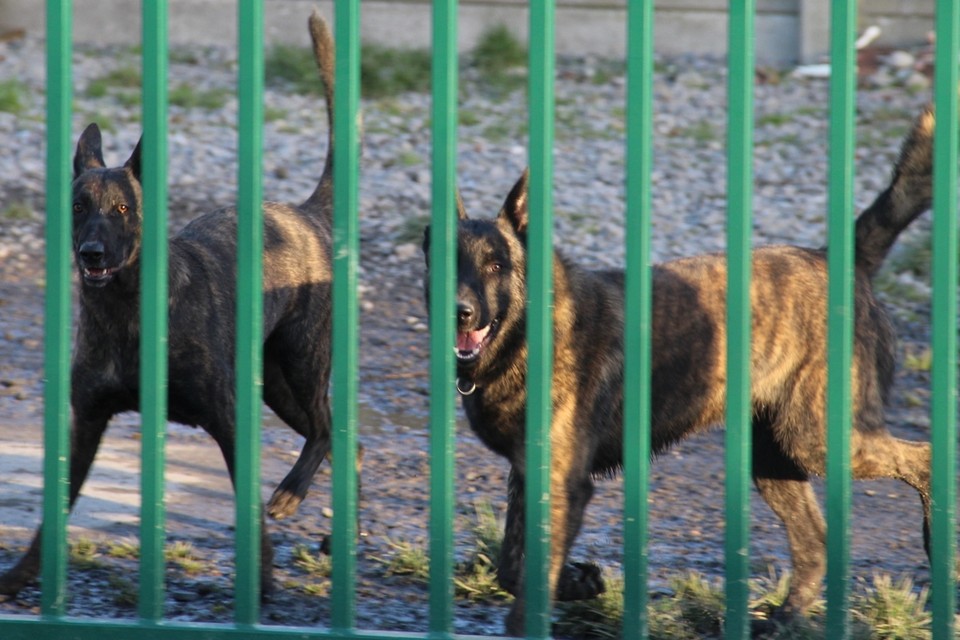 De waakhonden van de gesloten hondenkwekerij 