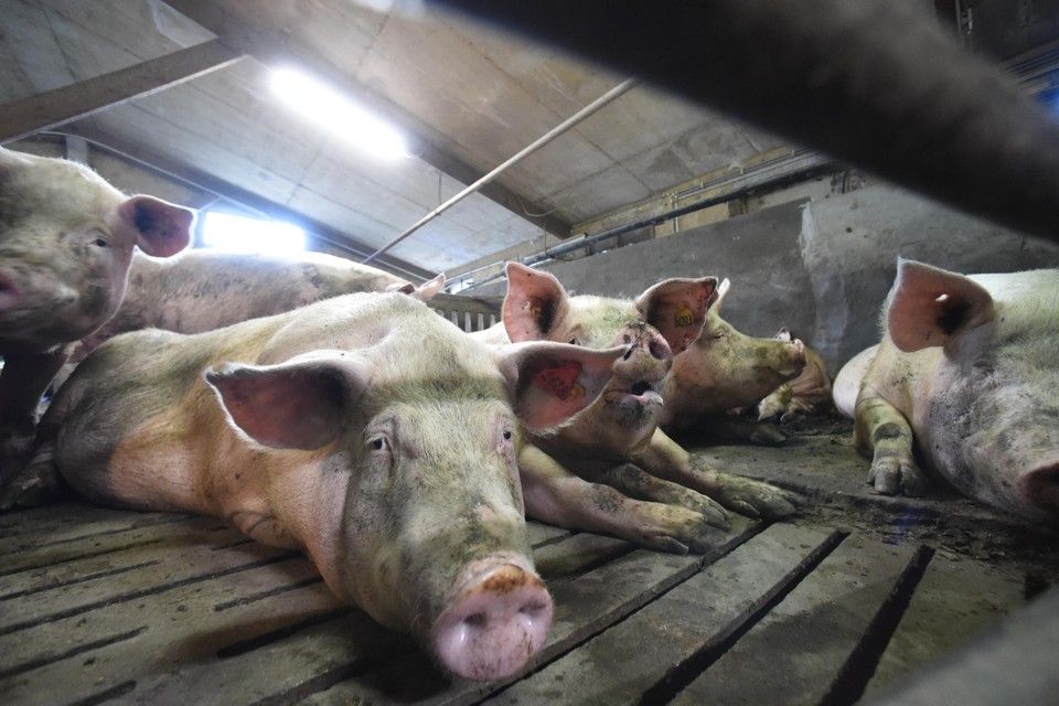 Voor de Belgische varkenssector is China een belangrijk exportland.