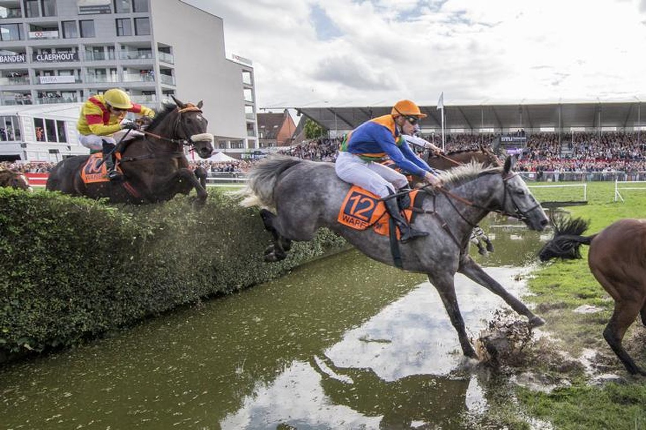 Waarom strijden merries en hengsten tegen elkaar in de paardensport? | De  Standaard Mobile