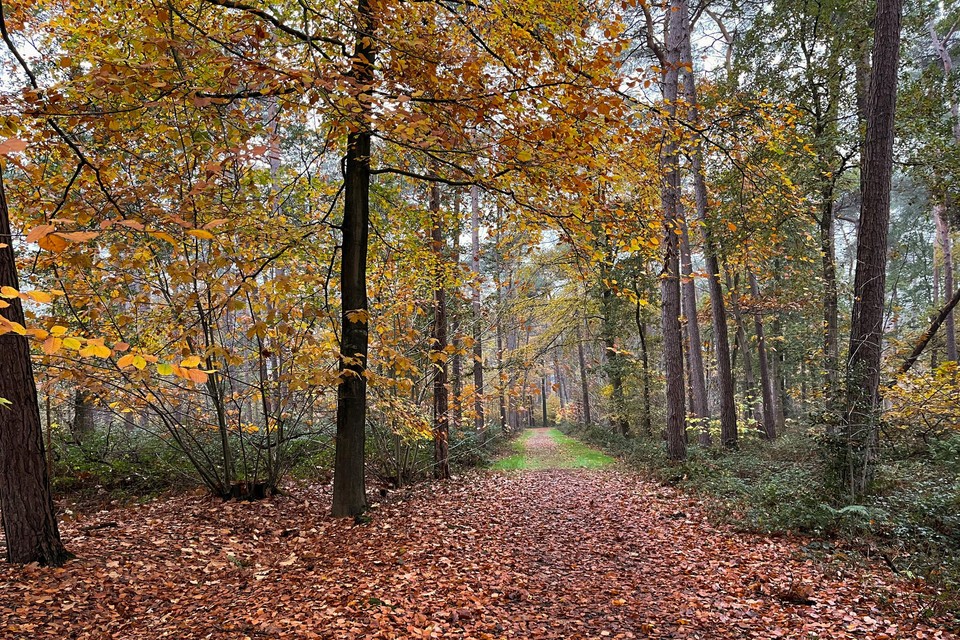 Een  bosje in Zedelgem (West-Vlaanderen). ‘Parken spic en span onderhouden is passé.’   