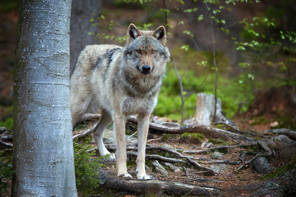 Een mannelijke wolf op de uitkijk.