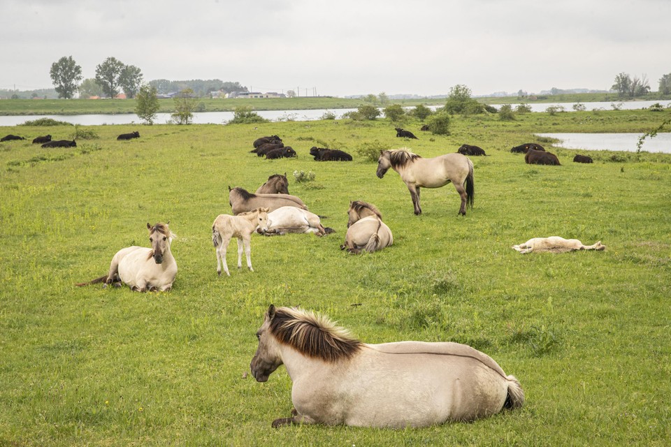 In de Maasvallei wordt aan natuurherstel gedaan. De Vlaamse liberalen vinden het niet kunnen dat bedrijven moeten wijken voor een paar lapjes groen.