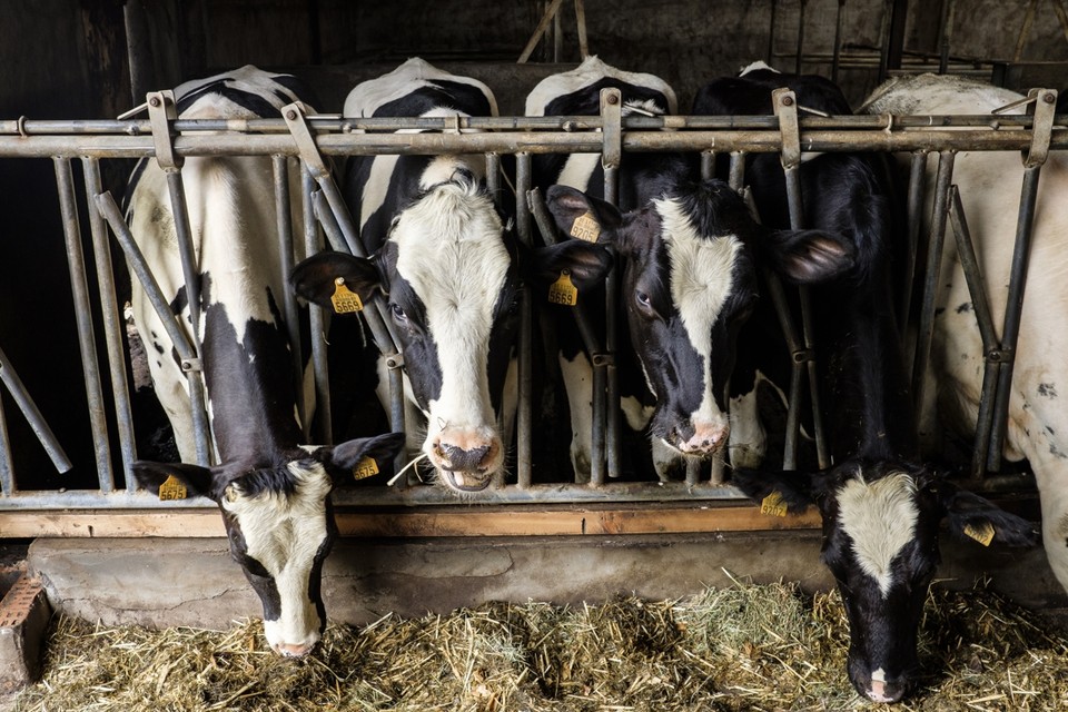 Ook Delhaize, Albert Heijn en Colruyt verkochten melkproducten van de mishandelde koeien. 