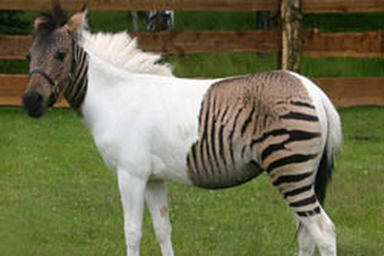 Paard of zebra? | De Standaard Mobile