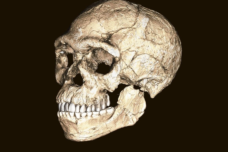 Reconstructie van de schedel van de eerste moderne mens, 315.000 jaar oud, uit delen van verschillende fossielen. 