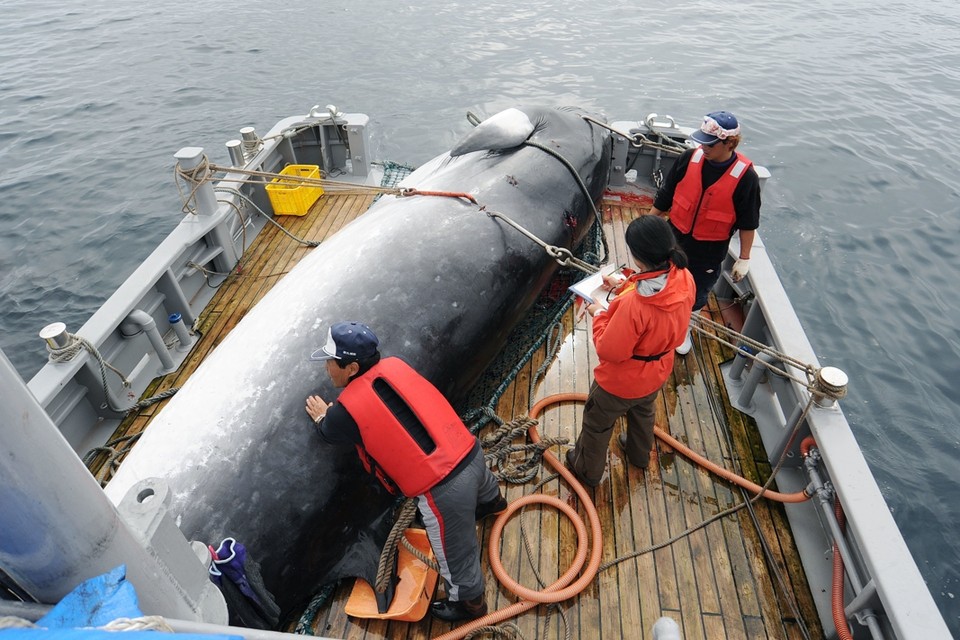 Nu mag Japan alleen walvissen vangen voor wetenschappelijke doeleinden. 