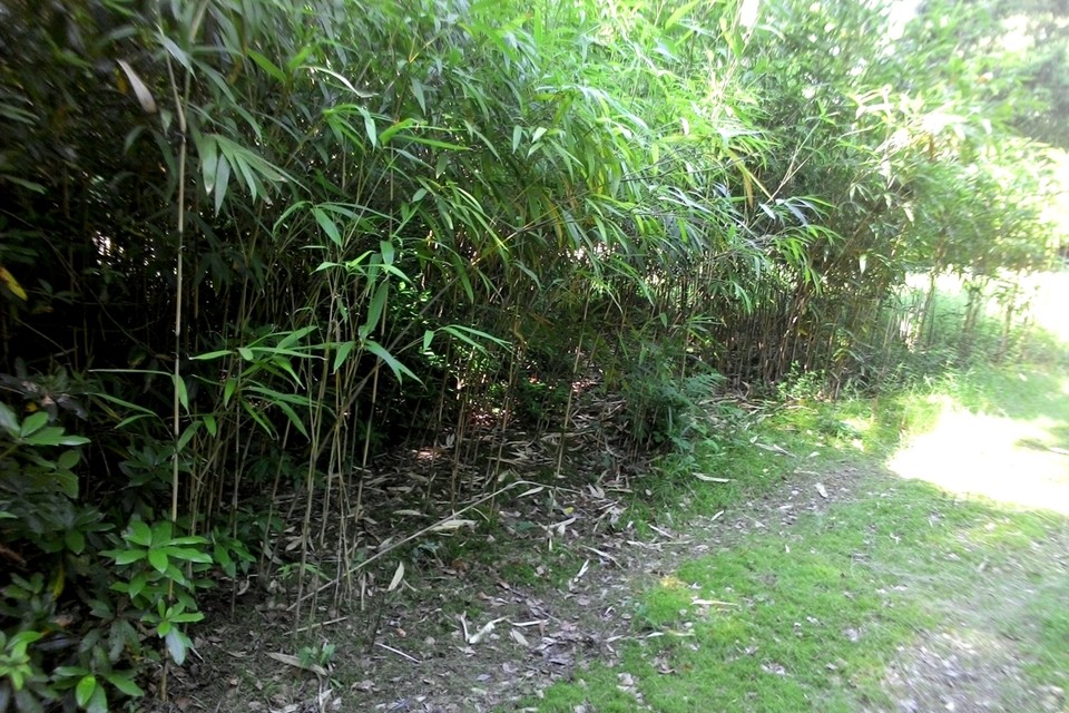 <P><b>Bamboe:</b><br> U heeft deze misschien zelf in de tuin staan. De bijzonder populaire plant is immers welbekend. Toch denkt u best twee keer na vooraleer u begint te planten. Bamboe is een sterke groeier én woekeraar. In de kortst mogelijke tijd kruipt de plant uit het perkje, en in de tuin van de buren. </P>