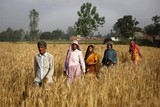 thumbnail: Indiase dorpelingen wandelen door een rijstveld op weg naar het stembureau.