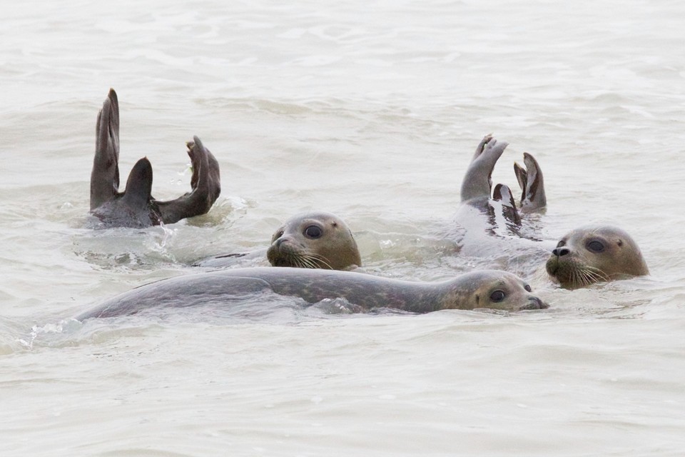 Deze drie zeehonden werden na een verblijf in Sea Life Blankenberge terug vrijgelaten in de zee in 2013. 