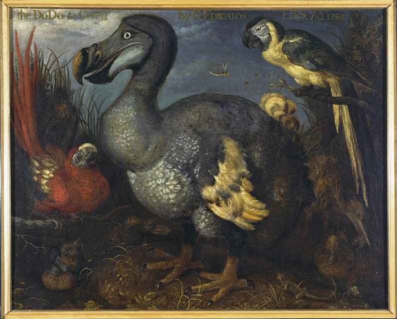 Te zien in het Mauritshuis: Roelant Savery, ‘Een dodo en andere vogels’
