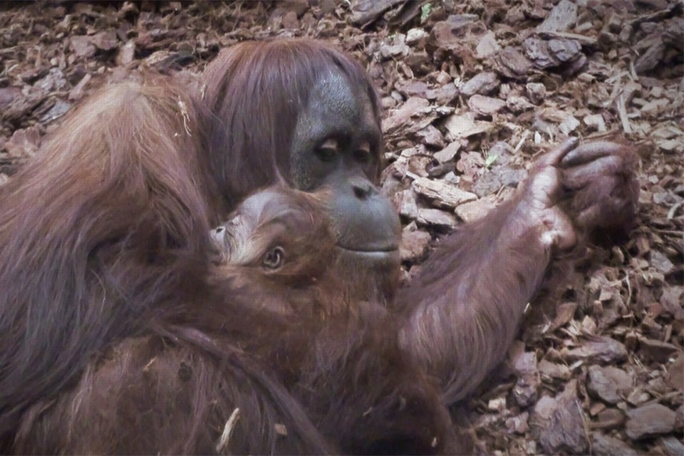 Orang-oetan Sungai stierf door uitputting omdat het jong niet kon drinken na complicaties aan een misvormde kaak. 