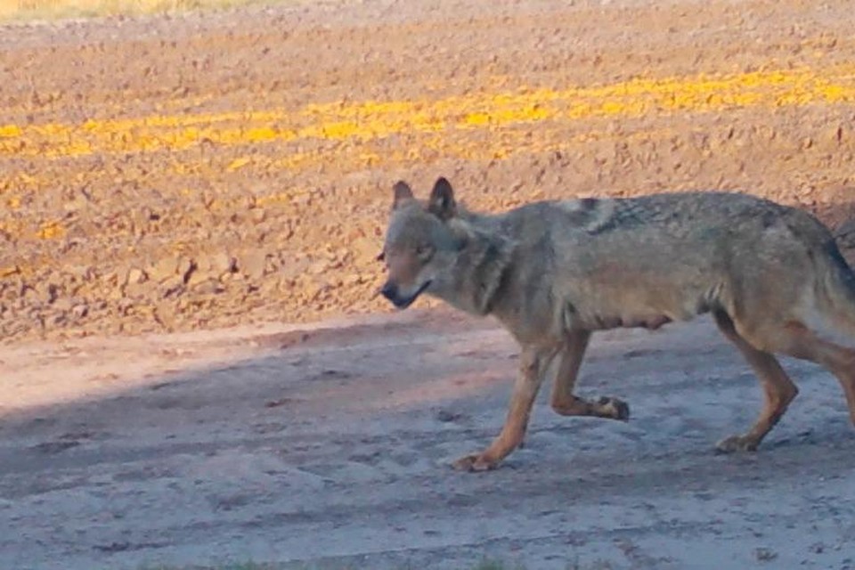 Door deze nieuwe foto van wolf Noëlla, kunnen we afleiden dat ze opnieuw geworpen heeft. 