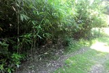 thumbnail: <P><b>Bamboe:</b><br> U heeft deze misschien zelf in de tuin staan. De bijzonder populaire plant is immers welbekend. Toch denkt u best twee keer na vooraleer u begint te planten. Bamboe is een sterke groeier én woekeraar. In de kortst mogelijke tijd kruipt de plant uit het perkje, en in de tuin van de buren. </P>