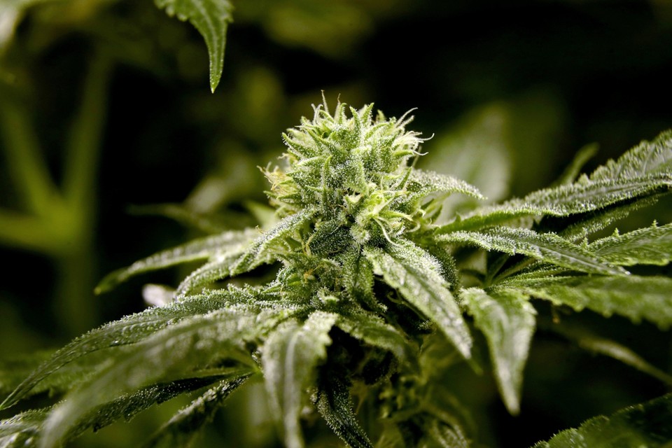 In totaal werden 8.255 cannabisplanten in beslag genomen 