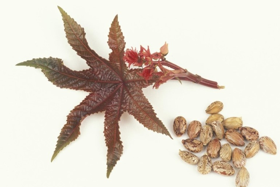 De ricinus communis (sierplant) en zijn wonderbonen. 