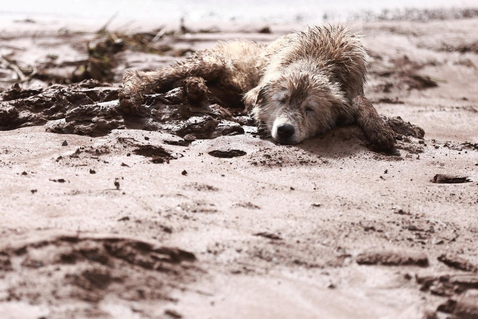 Een gewonde hond in de modder in Encantado.