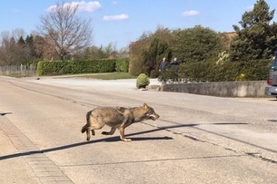Een wolf, onlangs gefotografeerd in de provincie Antwerpen 