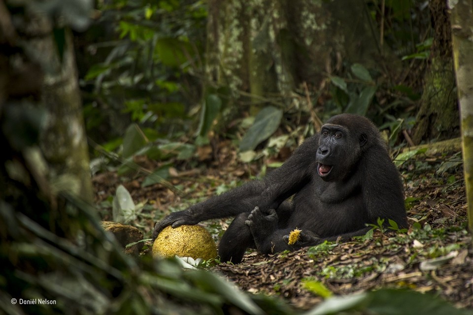 <P>Categorie 15-17 jaar: De Nederlander Nelson won de prijs als Young Wildlife Photographer of the Year met deze foto van een 9-jarige gorilla in Congo. </P>