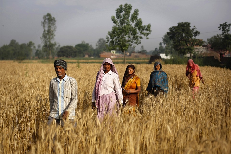 Indiase dorpelingen wandelen door een rijstveld op weg naar het stembureau.
