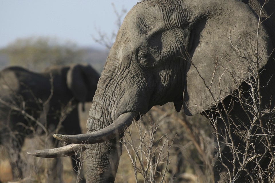 Olifanten worden vaak gedood voor hun ivoor 