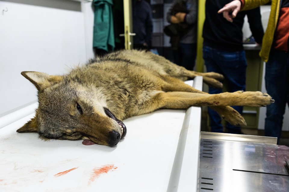 De tweede dode wolf, afgelopen donderdag.