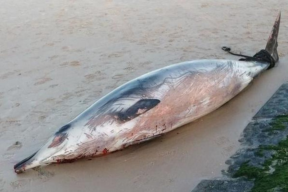 De dolfijn is dood aangespoeld op het strand van Wenduine. 