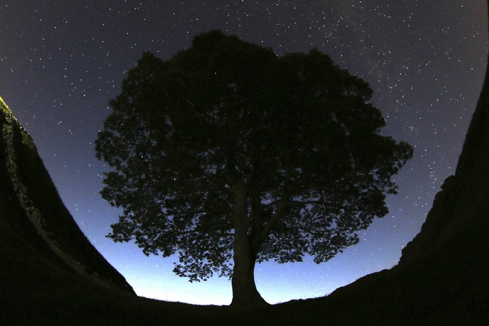 The tree is a frequently photographed landmark in the region.