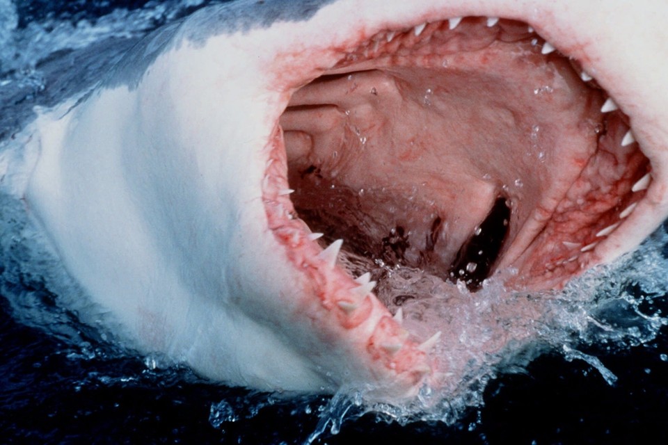 Witte haai 