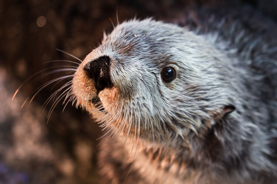 De zeeotter: een van de bedreigde diersoorten 