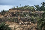 thumbnail: <P>Categorie één beeld: Op Borneo zoeken olifanten hun weg langs een plantage van palmbomen, belangrijk voor de palmolie. Deze industrie ontneemt de olifanten steeds vaker hun levensruimte en dus zoeken deze dikhuiden naar voedsel in deze plantages – waar ze vaak worden neergeschoten of vergiftigd. Op de foto ziet u een moeder, haar twee dochters en een kleinkind. </P>