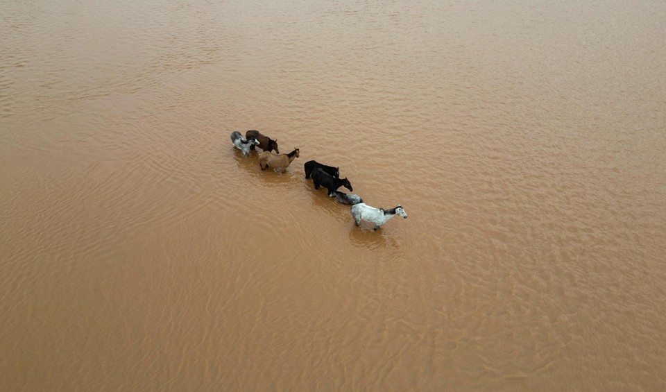 Paarden in een overstroomd gebied langs de Jacui-rivier.