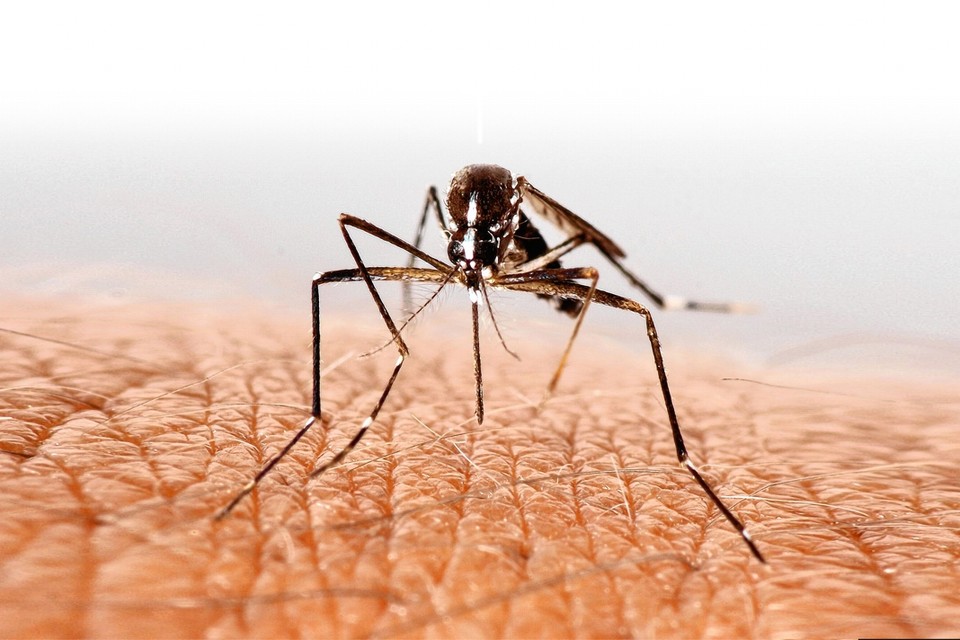 Muggen worden vooral aangetrokken door de CO2 die wij uitademen. 