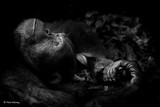 thumbnail: <P>Categorie dierenportretten: Deze chimpansee heeft net een uur lang geprobeerd om een wijfje het hof te maken. Het is mislukt en nu droomt hij over hoe mooi het had kunnen zijn. </P>