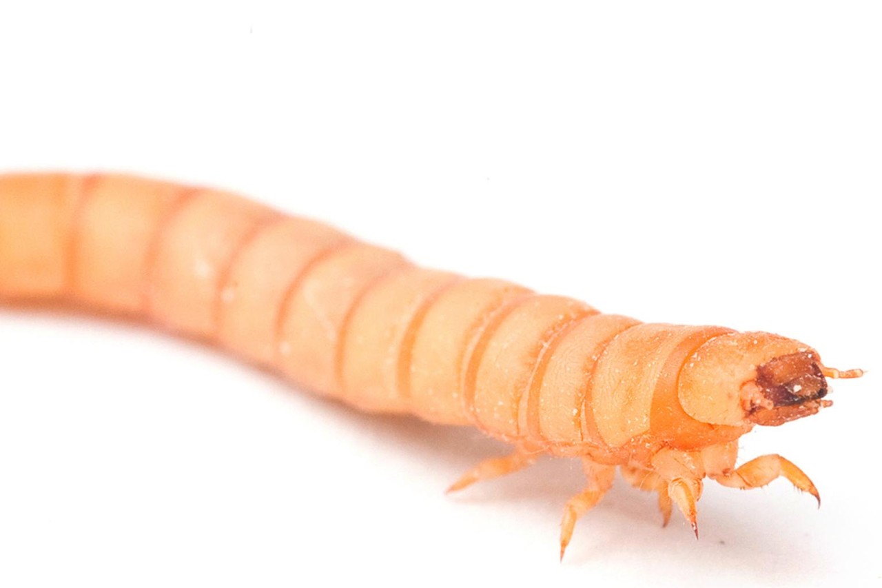 Consumenten en boeren zien insecten als diervoeding wel zitten | De  Standaard Mobile