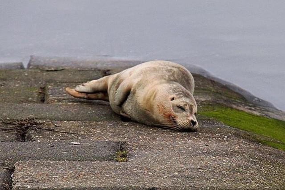 De zeehondenpopulatie in de Noordzee groeit elk jaar.