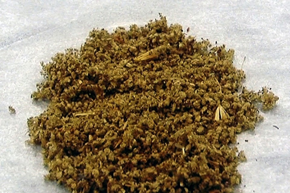 De slachtoffers zouden K2, een middel dat ook synthetische marihuana wordt genoemd, gebruikt hebben. 