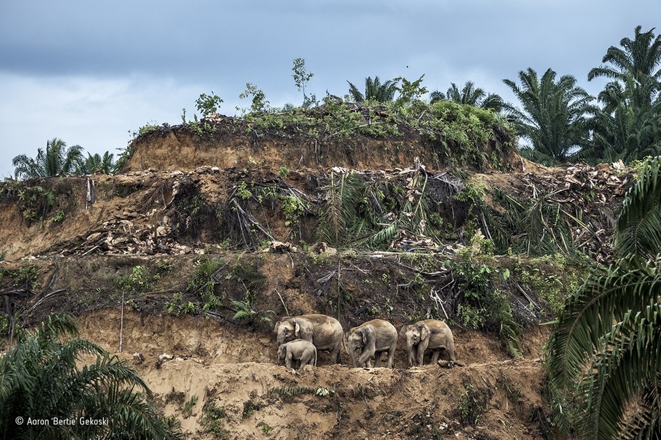 <P>Categorie één beeld: Op Borneo zoeken olifanten hun weg langs een plantage van palmbomen, belangrijk voor de palmolie. Deze industrie ontneemt de olifanten steeds vaker hun levensruimte en dus zoeken deze dikhuiden naar voedsel in deze plantages – waar ze vaak worden neergeschoten of vergiftigd. Op de foto ziet u een moeder, haar twee dochters en een kleinkind. </P>