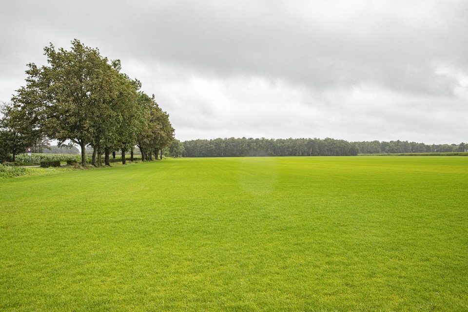 Op deze landbouwgrond in Helchteren wil de overheid de natuur in de vallei van de Zwarte Beek herstellen.