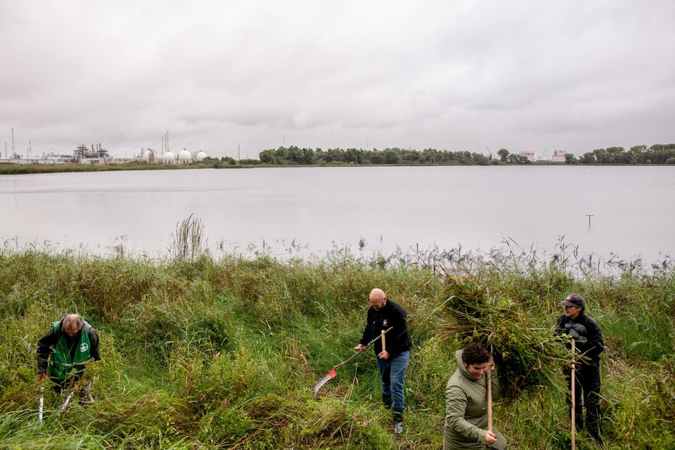 Het met PFAS vervuilde natuurgebied Blokkersdijk naast de fabriek van 3M in Zwijndrecht.  